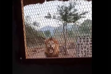 Un homme coincé dans une cabane encerclée par les lions