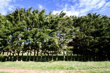 Un homme condamné à de la prison pour avoir volé des arbres