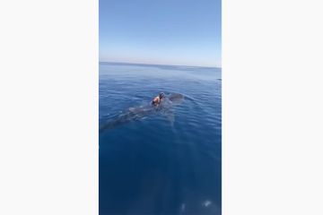 Un homme filmé en train de surfer sur un...requin-baleine