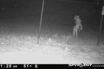 Un mystérieux homme chien photographié au Texas