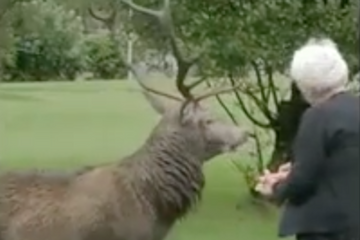 Un village écossais démuni face à une invasion de cerfs