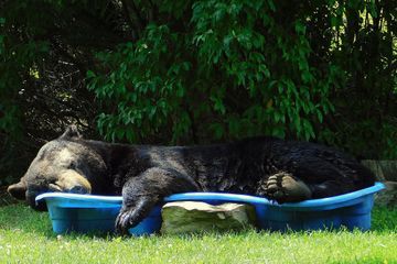 Une Américaine filme un énorme ours qui se baigne dans sa piscine