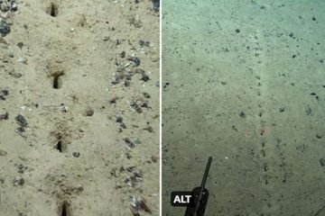 Une ligne mystérieuse au fond de l'Atlantique sidère les scientifiques