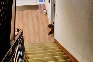 Une otarie terrorise un chat et s'invite dans un foyer en Nouvelle-Zélande