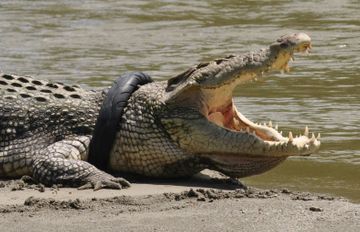 Une star de la télé veut sauver le crocodile géant qui a un pneu autour du cou