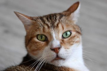 Votre chat est-il un psychopathe?