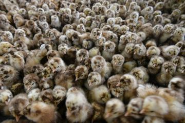 200.000 poussins abattus au Pays-Bas pour endiguer la grippe aviaire