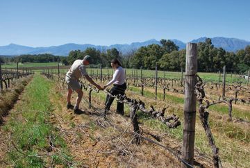 Apartheid dans le vin : les vendanges de l'espoir