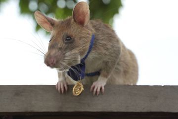 Magawa, le rat détecteur de mines prend une retraite bien méritée