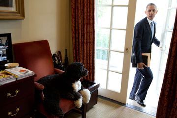 Bo, le chien des Obama, est mort