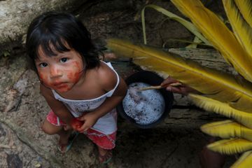 Chez les indigènes d'Amazonie, les plantes contre le coronavirus