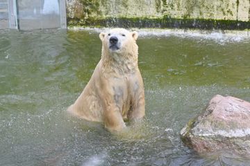Confinement : un zoo allemand envisage de tuer ses animaux pour en nourrir d'autres