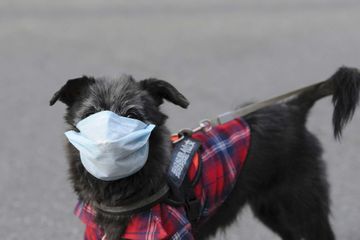 Coronavirus à Hong Kong : un chien contrôlé positif et placé en quarantaine
