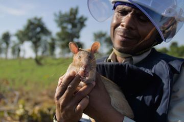 Démineurs au Cambodge : les rats en première ligne