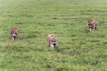 Des lions tuent trois enfants en Tanzanie