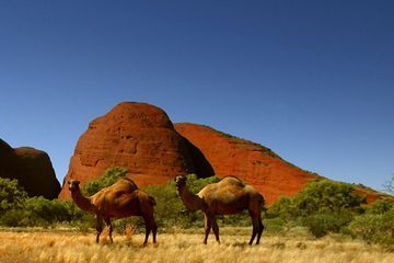 Feux en Australie : 10.000 dromadaires sauvages vont être abattus par des snipers