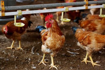 Grippe aviaire H5N8: la Russie dit avoir détecté le premier cas de transmission à l'humain