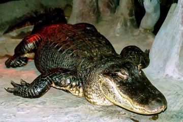 Il avait survécu au bombardement de Berlin en 1943 : Mort de l'alligator Saturne