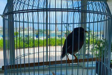 Juji, l'oiseau d'une évacuée de Kaboul devenu mascotte d'une ambassade française