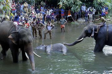 La mort d'une éléphante enceinte choque l'Inde