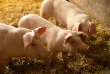 La peste porcine africaine détectée en Allemagne, non loin de la frontière française