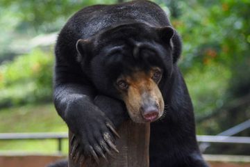 Les animaux des zoos fermés d'Indonésie menacés de famine