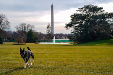 Major et Champ, les chiens des Biden, sont arrivés à la Maison-Blanche