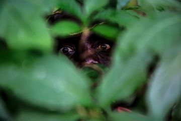 Malawi : Les hyènes, violeurs sur commande