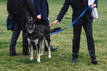 Nouvelles leçons de dressage pour Major, le chien des Biden