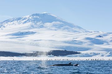 Perdu en Antarctique, un portefeuille rendu à un marin américain 53 ans après