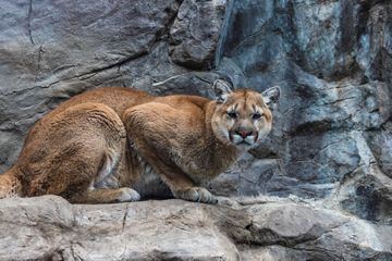 Traqué par la police, un ex-soldat s'enfuit dans la forêt avec son puma