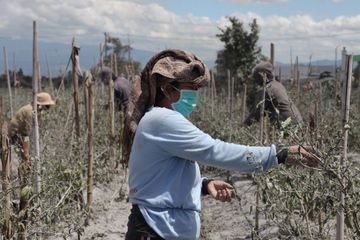 Un village indonésien sous les cendres après l'éruption du Sinabung