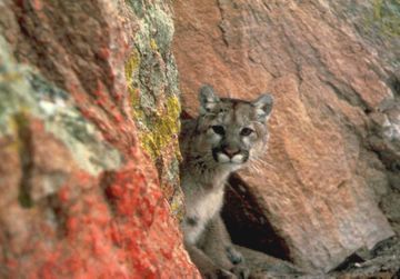 Une Américaine de 9 ans survit à une très rare attaque de puma