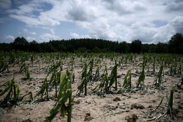 Grêle : des mesures annoncées pour soulager les exploitations agricoles touchées