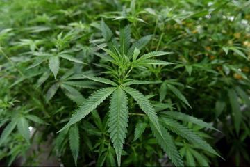 Cannabis médical: premières consultations 