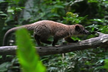 Coronavirus : et si la civette était l'animal intermédiaire entre la chauve-souris et l'homme ?