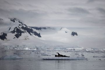 Coronavirus : L'Antarcrtique, ce paradis blanc préservé