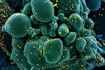 Coronavirus : la perte de l'odorat et du goût confirmée comme symptômes fréquents
