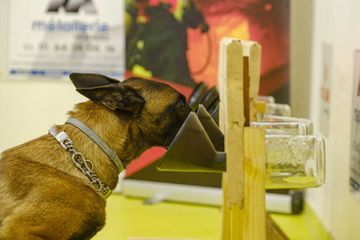 Coronavirus : "Les chiens renifleurs reconnaissent les positifs mais aussi les faux négatifs"