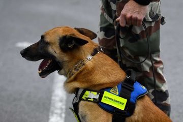 Des chiens renifleurs entraînés pour détecter le coronavirus