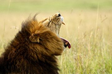 Deux lions positifs au coronavirus dans un zoo croate