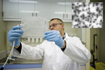 Infections : ces virus peuvent nous sauver la vie