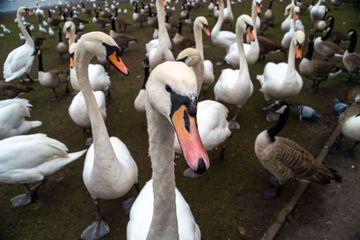 Rare cas de contamination humaine à la grippe aviaire en Angleterre