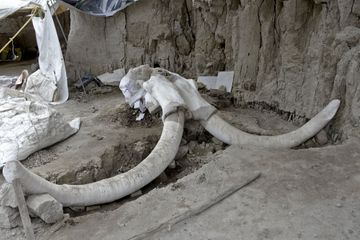 14 mammouths sortent de terre au Mexique, découverte exceptionnelle
