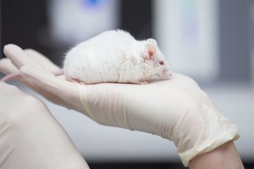 Au Japon, des scientifiques ont cloné des souris grâce à des cellules lyophilisées