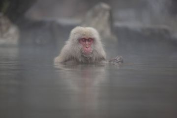 Au Japon, une femelle macaque renverse 70 ans de patriarcat