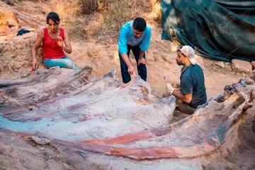 Découverte au Portugal des restes d'un dinosaure de 25 mètres
