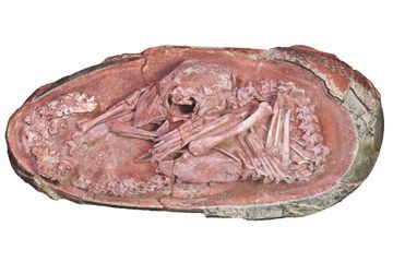 Découverte d'un embryon de dinosaure datant de 66 millions d'années