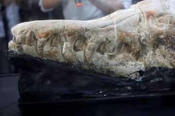 Découverte d'une tête de baleine carnivore vieille de 36 millions d'années au Pérou