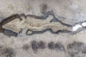 Découverte de la plus grosse dent d'un reptile géant préhistorique
